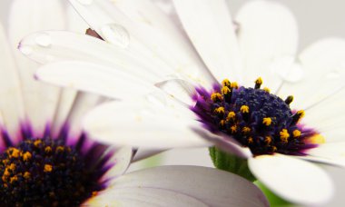 Beyaz Osteospermum yaprakları üzerinde Su damlacıkları ile