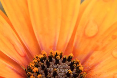 Orange Osteospermum yaprakları üzerinde Su damlacıkları ile