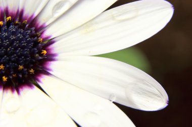 Beyaz Osteospermum yaprakları üzerinde Su damlacıkları ile
