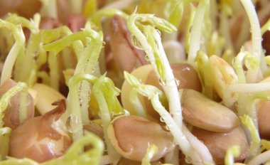 Mercimek tohum çimlenme portre