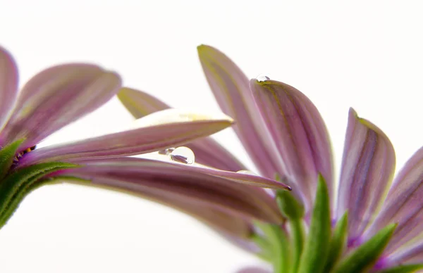 Violet Osteospermum with water droplets on petals — Stock Photo, Image