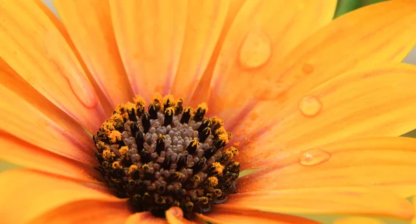 Orange Osteospermum mit Wassertropfen auf Blütenblättern — Stockfoto