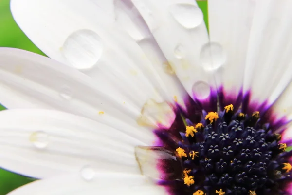 Weiße Osteospermum mit Wassertropfen auf Blütenblättern — Stockfoto