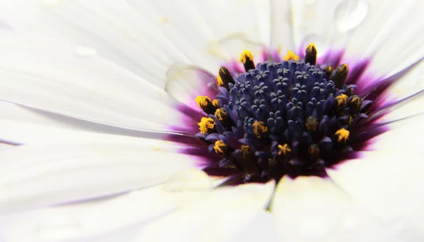 花瓣上的水滴与白色 Osteospermum — 图库照片