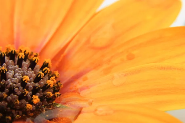 花瓣上的水滴与橙色 Osteospermum — 图库照片