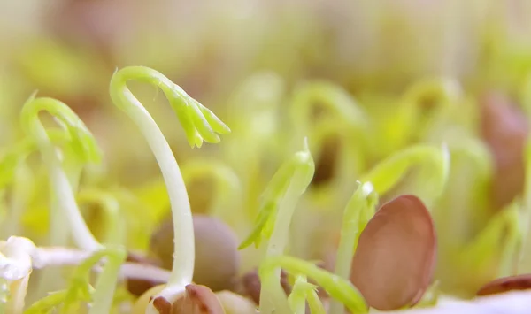 Linze zaden kiemen close-up — Stockfoto