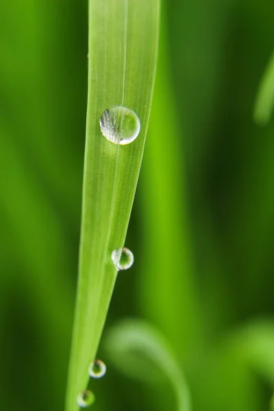 新鮮な緑の草のブレードの露滴 — ストック写真