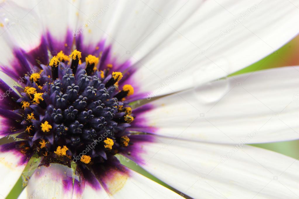 White Osteospermum with water droplets on petals