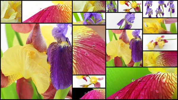 Purple and yellow iris flowers collage — Stock Photo, Image