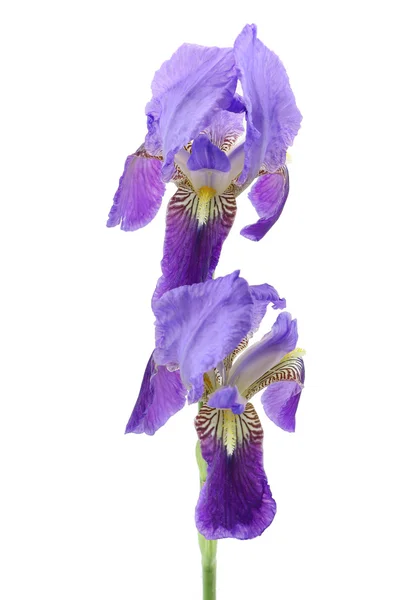 Flor de iris púrpura aislada sobre fondo blanco — Foto de Stock