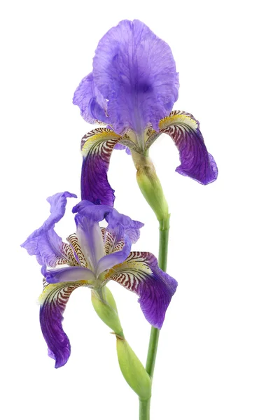 Purple iris flower isolated on white background — Stock Photo, Image
