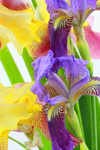 Flores de iris púrpura y amarilla sobre fondo blanco — Foto de Stock