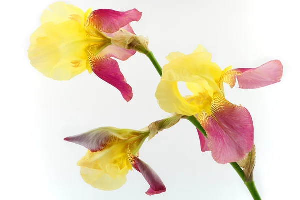 Flores amarillas de iris aisladas sobre fondo blanco — Foto de Stock