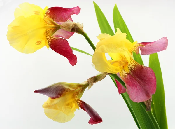 Flores amarillas de iris aisladas sobre fondo blanco — Foto de Stock