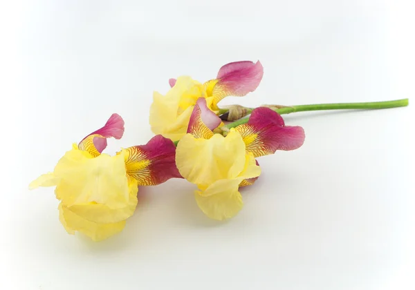 Yellow iris flowers isolated on white background — Stock Photo, Image