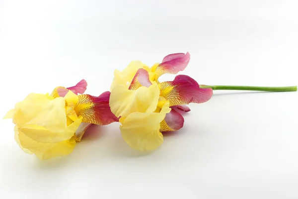 Yellow iris flowers isolated on white background — Stock Photo, Image