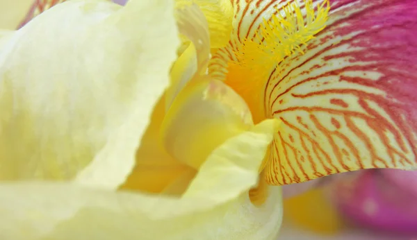 Yellow iris flower petals closeup — Stock Photo, Image