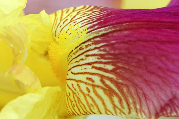 Vibrant yellow magenta iris flower petals closeup — Stock Photo, Image