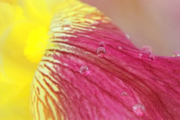 Syté purpurové Kosatec žlutý květ lístky closeup s kapkami deště — Stock fotografie