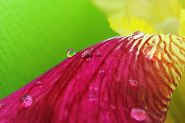 Syté purpurové Kosatec žlutý květ lístky closeup s kapkami deště — Stock fotografie