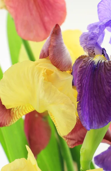 Flores de iris púrpura y amarilla sobre fondo blanco — Foto de Stock