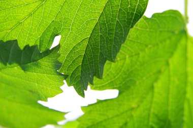 beyaz arkaplanda yeşil yapraklar izole