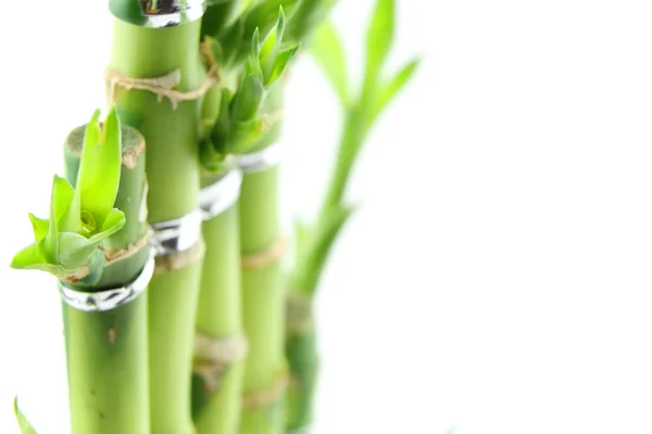 Zöld friss bambusz elszigetelt fehér background — Stock Fotó