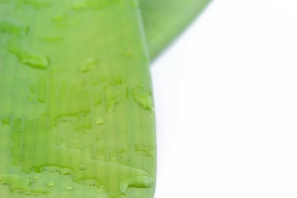 Grün nasse lange Blätter isoliert auf weißem Hintergrund — Stockfoto
