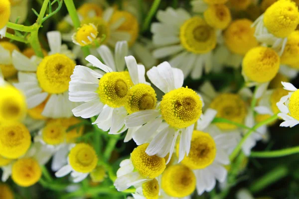 カモミールの花のクローズ アップの背景 — ストック写真