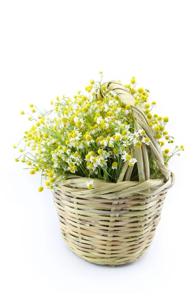 Flores de camomila em uma cesta de vime isolada no fundo branco — Fotografia de Stock