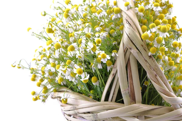 Chamomile flowers in a wicker basket isolated on white background — Stock Photo, Image