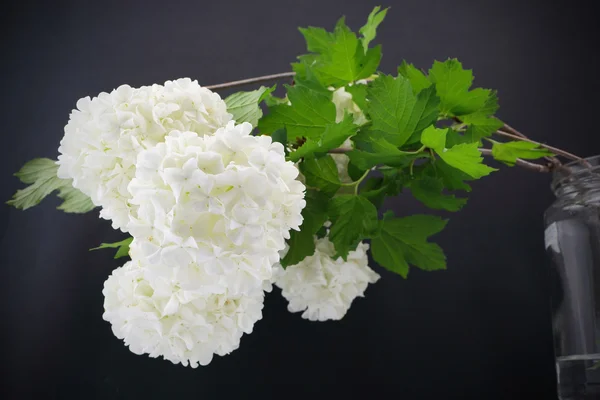 Viburnum opulus flores no fundo escuro — Fotografia de Stock