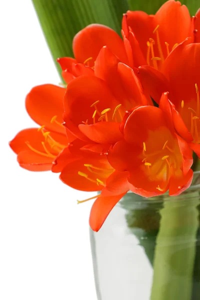 Clivia bloemen bloeien geïsoleerd op witte achtergrond — Stockfoto