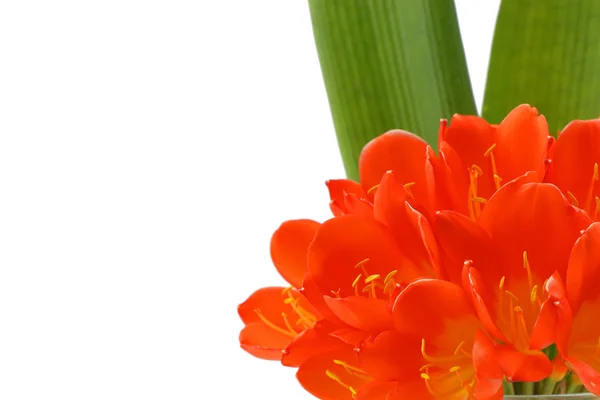 Clivia flowers blooming isolated on white background — Stock Photo, Image
