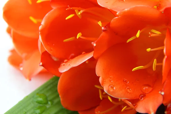 Clivia flowers with water drops closeup isolated on white background — Stock Photo, Image