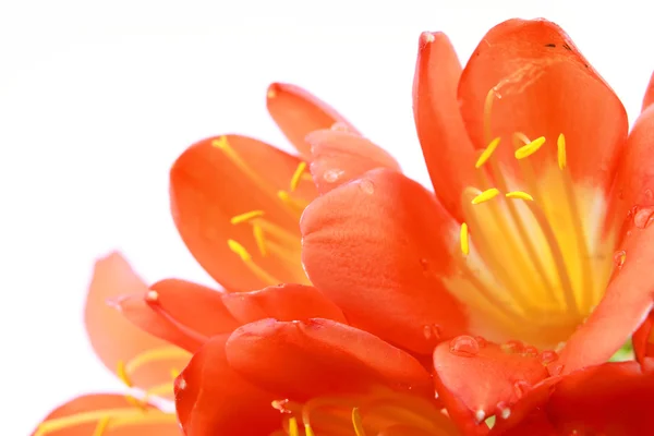 Clivia flowers with water drops closeup isolated on white background — Stock Image Clivia flowers with water drops closeup isolated on white background Stock Photo