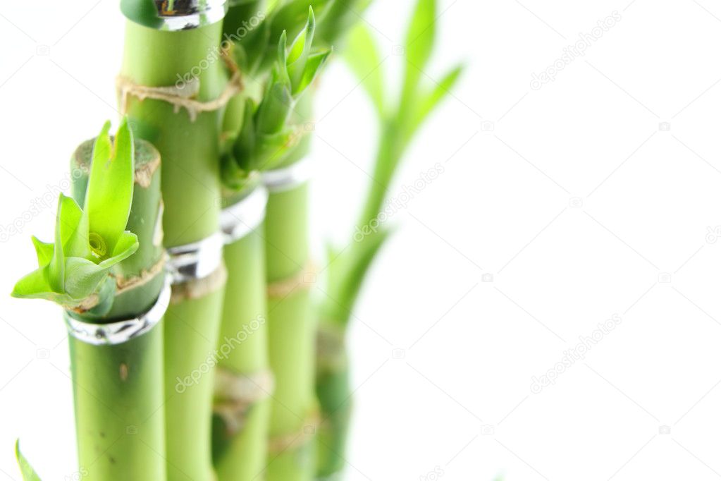 Green fresh bamboo isolated on white background