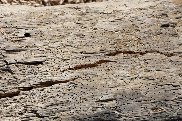 Old damaged wooden surface with termites holes — Stock Photo, Image