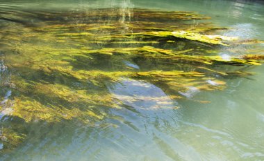 Nehir sakin ol kelp akışı, arka plan ile yüzey.