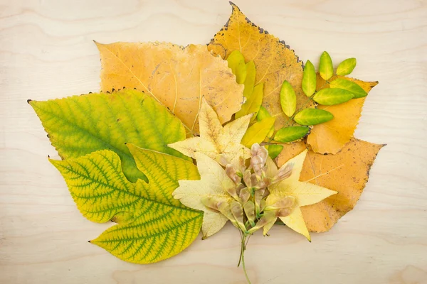 Um buquê de folhas de outono amarelas e verdes e sementes . — Fotografia de Stock