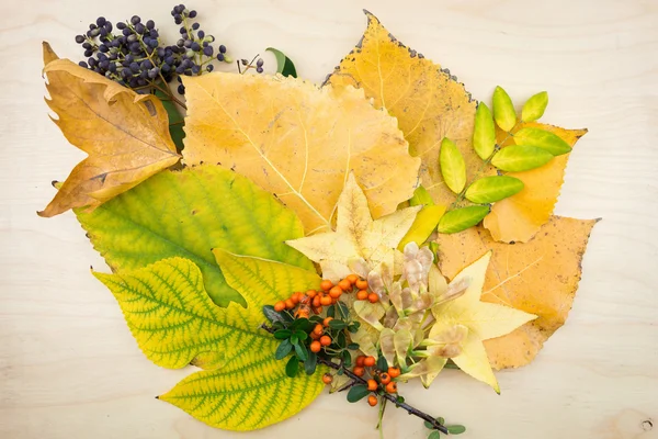 Un bouquet de feuilles d'automne jaunes et vertes, de baies et de graines . — Photo