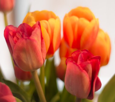 Renkli Paskalya laleler