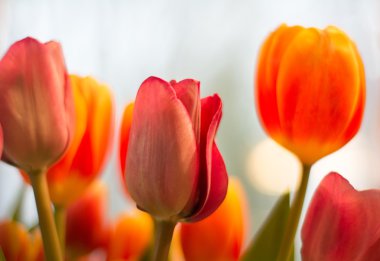 Renkli Paskalya laleler