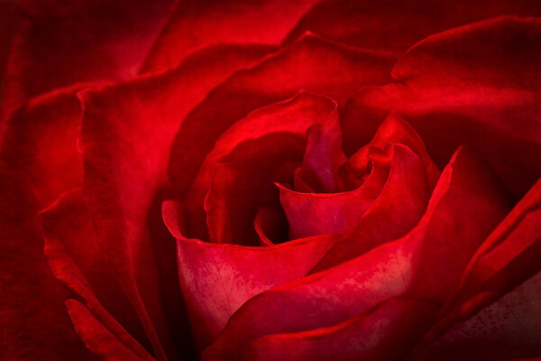 A beautiful closeup of a red rose with dramatic lighting.