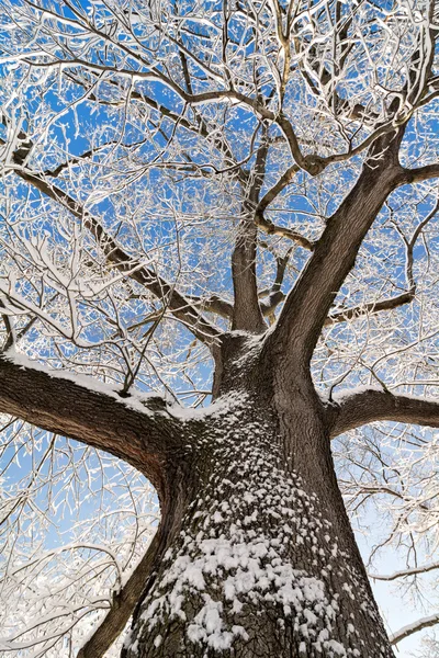 Look up a tall, old oak tree with winter snow on it. — Stock Photo, Image