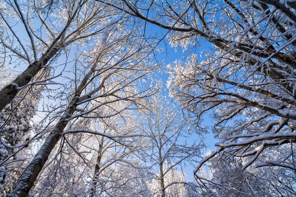 Scena dell'albero invernale nevoso — Foto Stock