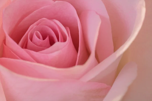 Piękny różowy zbliżenie róża — Zdjęcie stockowe