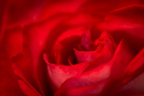 Makro Rote Rose — Stockfoto