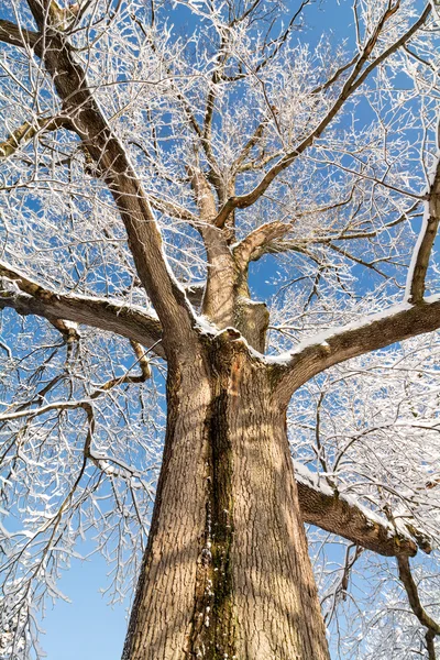 Chêne neigeux — Photo