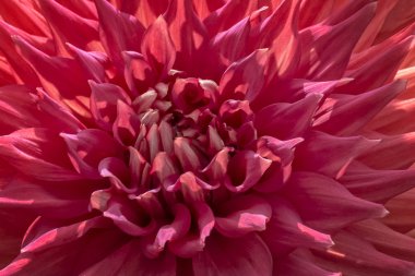 renkli dahlia çiçeği